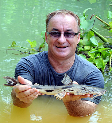 Record photograph for Bagarius suchus
